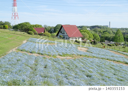 ネモフィラ 開放感あふれるお花畑の風景(愛知牧場 愛知県 日進市) ネモフィラ 開放感あふれるお花畑の風景(愛知牧場 愛知県 日進市) 140355153