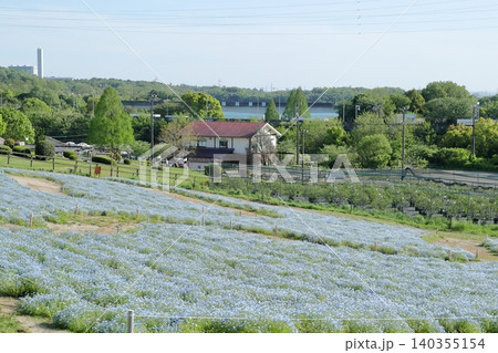 ネモフィラ 開放感あふれるお花畑の風景(愛知牧場 愛知県 日進市) ネモフィラ 開放感あふれるお花畑の風景(愛知牧場 愛知県 日進市) 140355154