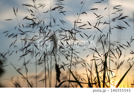 Silhouetted Grass Against a Colorful Sunset Sky in a Tranquil Landscape 140355543