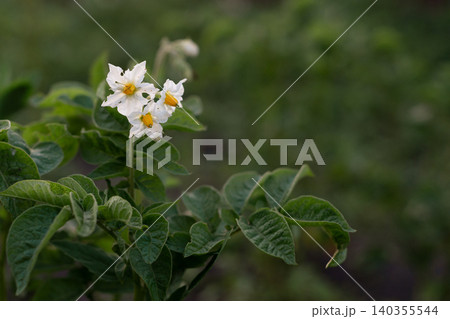 Beautiful Blossoming Flower of a Potato Plant Growing in Fertile Earth During Late Spring Afternoon Beautiful Blossoming Flower of a Potato Plant Growing in Fertile Earth During Late Spring Afternoon 140355544