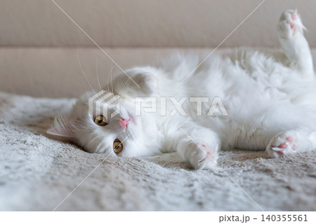 Cute white turkish angora cat rest on the carpet Cute white turkish angora cat rest on the carpet 140355561