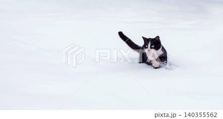 Black and white cat walking in the snow. 140355562