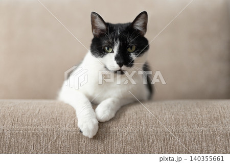 Black and white spotted shorthair cat sitting on the couch and looking at us, cute curious cat Black and white spotted shorthair cat sitting on the couch and looking at us, cute curious cat 140355661