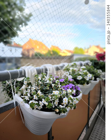 blooming petunias and bacopas in balcony planters 140355844