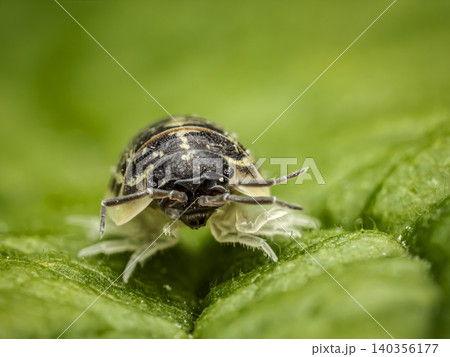 Close-Up of a Woodlouse on a Green Leaf Close-Up of a Woodlouse on a Green Leaf 140356177
