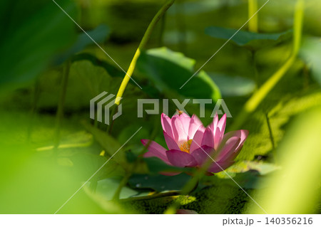 緑の葉に囲まれて咲くハスの花とハチ 緑の葉に囲まれて咲くハスの花とハチ 140356216