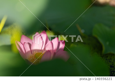 緑の葉に囲まれて咲くピンクのハスの花 緑の葉に囲まれて咲くピンクのハスの花 140356221