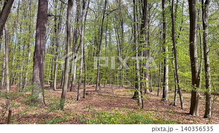 Beautiful green beech forest landscape in spring season background Beautiful green beech forest landscape in spring season background 140356535