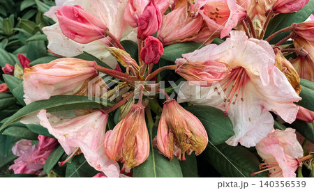 Fading pink rhododendron flowers on bush in garden macro view Fading pink rhododendron flowers on bush in garden macro view 140356539