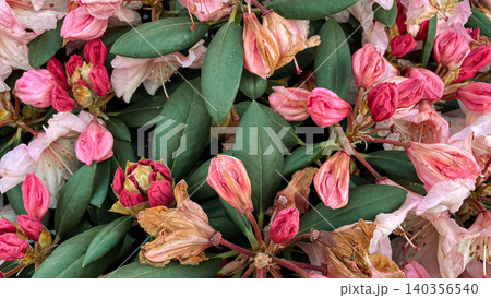 Fading pink rhododendron flowers on bush in garden macro view 140356540