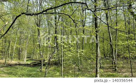 Fresh green trees in young spring forest on sunny day 140356544
