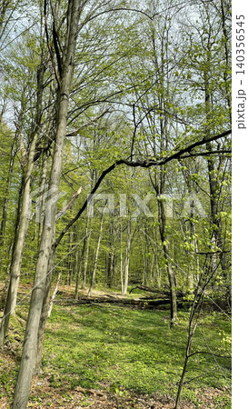 Fresh green trees in young spring forest on sunny day Fresh green trees in young spring forest on sunny day 140356545