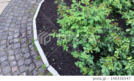 Garden stone pavement path with green rose bushes landscaping top view 140356547