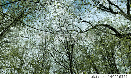 Low angle view of green spring tree branches against blue sky Low angle view of green spring tree branches against blue sky 140356551