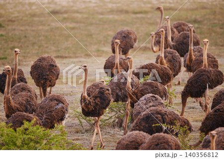 Ostrich, animals on field and nature with flock in South Africa, indigenous with wildlife landscape and tourism. Travel, group of birds and feather in environment, natural background and countryside Ostrich, animals on field and nature with flock in South Africa, indigenous with wildlife landscape and tourism. Travel, group of birds and feather in environment, natural background and countryside 140356812