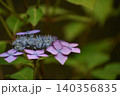 静かに佇む紫陽花 140356835