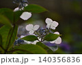 ひっそりと咲く紫陽花 140356836