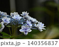 静かに咲く紫陽花 140356837