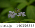 静かに咲く紫陽花 140356838