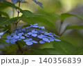 静かに佇む紫陽花 140356839