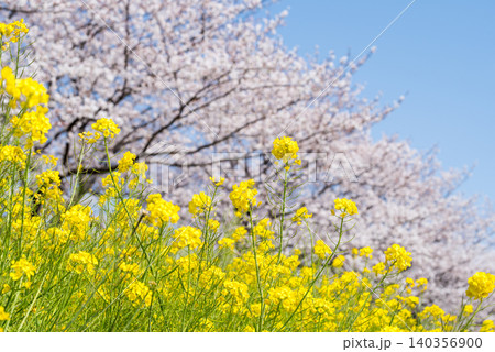 【境の水辺桜つづみ】利根川堤防に咲く桜と菜の花 【境の水辺桜つづみ】利根川堤防に咲く桜と菜の花 140356900
