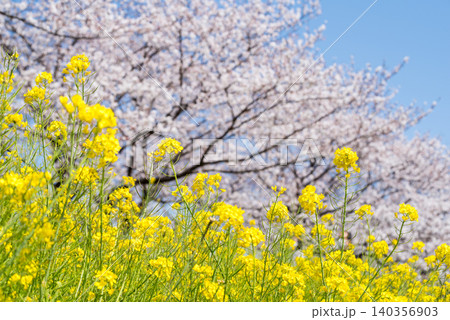 【境の水辺桜つづみ】利根川堤防に咲く桜と菜の花 140356903