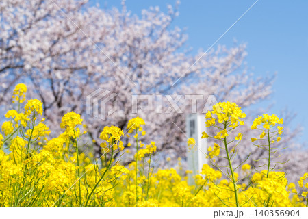 【境の水辺桜つづみ】利根川堤防に咲く桜と菜の花 【境の水辺桜つづみ】利根川堤防に咲く桜と菜の花 140356904