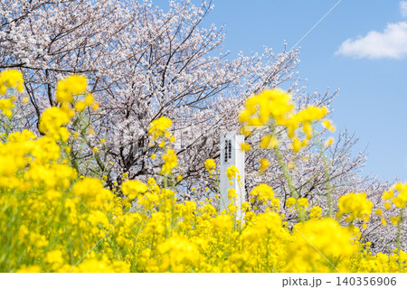 【境の水辺桜つづみ】利根川堤防に咲く桜と菜の花 【境の水辺桜つづみ】利根川堤防に咲く桜と菜の花 140356906
