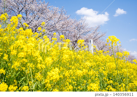 【境の水辺桜つづみ】利根川堤防に咲く桜と菜の花 140356911