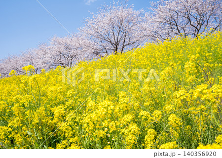 【境の水辺桜つづみ】利根川堤防に咲く桜と菜の花 【境の水辺桜つづみ】利根川堤防に咲く桜と菜の花 140356920
