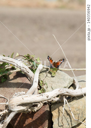 Beautiful peacock butterfly with spread wings. Asturias, Spain 140356942