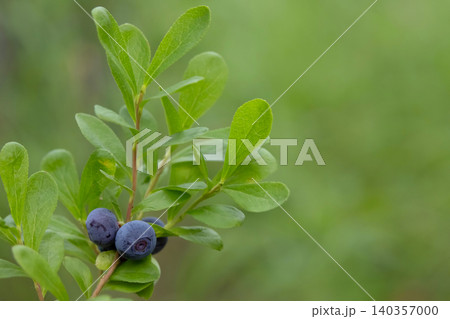 Ripe blue berries of Dwarf bilberry on a branch with leaves. 140357000