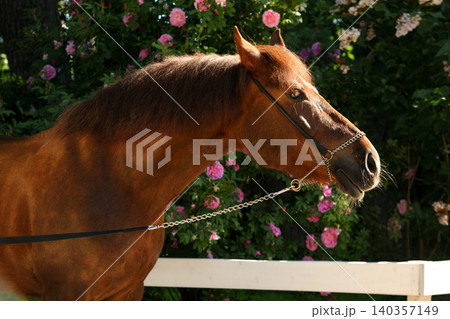 beautiful cute vibrant golden chestnut local breed mare posing against blossoming garden at sunny day beautiful cute vibrant golden chestnut local breed mare posing against blossoming garden at sunny day 140357149