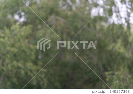 Rainy forest scene. Soft rain wets leafy woods. Damp birch leaves in gentle rain forest. Moist birch foliage under soothing rainfall creates intimate wilderness scene 140357398