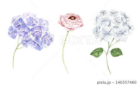 Watercolor flower clipart set with blue hydrangea and pink ranunculus blooms. Hand painted botanical collection for invitations, stationery, scrapbook, greeting cards and wedding decor. Watercolor flower clipart set with blue hydrangea and pink ranunculus blooms. Hand painted botanical collection for invitations, stationery, scrapbook, greeting cards and wedding decor. 140357460