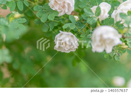 Peaceful blossoms for wellness spaces. Gentle white roses evoke tranquil lifestyle atmospheres. Soothing white floral hues perfect for relaxation and health projects 140357637