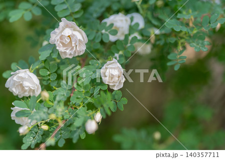 Elegant display of roses with soft background emphasizing tranquility and grace. Calm and refined depiction of white rose pompom set with delicate lighting and soothing atmosphere 140357711