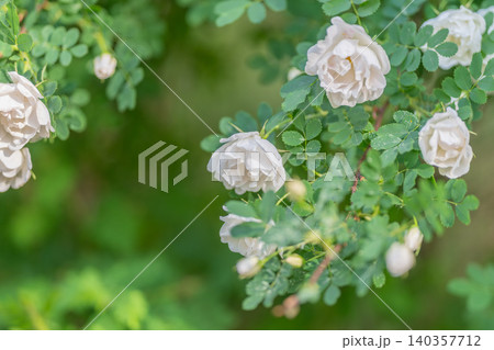 Pale roses along thorny green stems, muted softfocus background, natural light highlighting leaf structure, botanical calm with seasonal growth and ecology hints Pale roses along thorny green stems, muted softfocus background, natural light highlighting leaf structure, botanical calm with seasonal growth and ecology hints 140357712