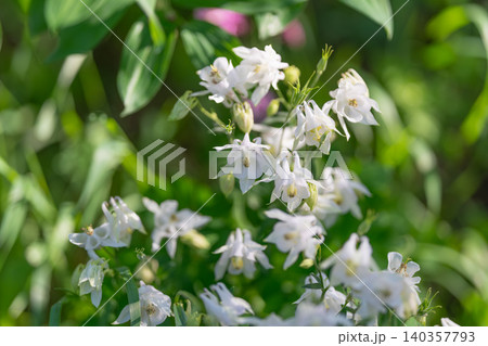 Lush cluster white bellflowers spilling across green stems, layered blooms and vibrant latespring growth offer versatile botanical background with soft highlights 140357793