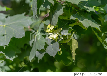 Maple seed display. Backlit leaves reveal intricate details of maple seed clusters. Detailed botanical capture showing maple samara clusters and their delicate veins Maple seed display. Backlit leaves reveal intricate details of maple seed clusters. Detailed botanical capture showing maple samara clusters and their delicate veins 140357848