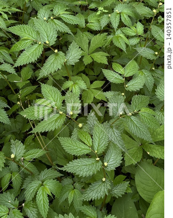 初夏の針葉樹林で花を咲かせたウワバミソウ 初夏の針葉樹林で花を咲かせたウワバミソウ 140357851