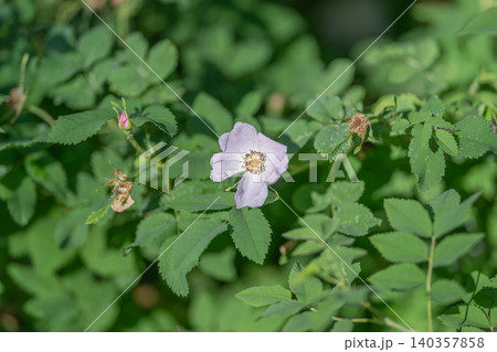Forest edge tends to host wild roses. Seasonal wild roses bloom at nearby wooded borders. Wild roses bloom seasonally along fringes of neighboring forested regions 140357858