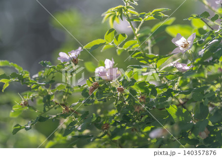 Environmental storytelling through diverse plant life and pollination processes. Rich biodiversity visualized by flowering clusters and dewy foliage in ecological habitats Environmental storytelling through diverse plant life and pollination processes. Rich biodiversity visualized by flowering clusters and dewy foliage in ecological habitats 140357876