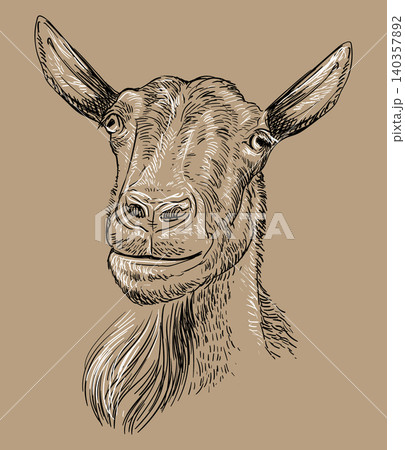 Hand drawing monochrome goat head with a beard vector illustration Hand drawing monochrome goat head with a beard vector illustration 140357892