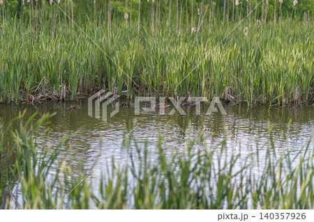 Calm wetlands with floating ducks. Tranquil marshland with swimming ducks and gentle sunlight. Peaceful aquatic habitat featuring drifting ducks and shimmering highlights Calm wetlands with floating ducks. Tranquil marshland with swimming ducks and gentle sunlight. Peaceful aquatic habitat featuring drifting ducks and shimmering highlights 140357926