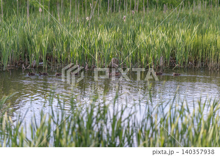 Serene water scene. Peaceful pond captured from low angle with surrounding reeds and lines. Serene water scene with reeds framing peaceful pond captured from low perspective Serene water scene. Peaceful pond captured from low angle with surrounding reeds and lines. Serene water scene with reeds framing peaceful pond captured from low perspective 140357938