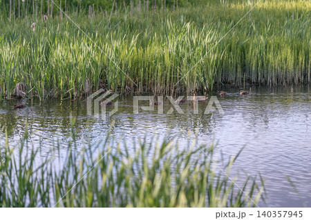 Wetland habitat overview. Marshy area with reeds environment. Shallow water among dense grass reeds. Swampy water surrounded by thick vegetation and gentle motion 140357945