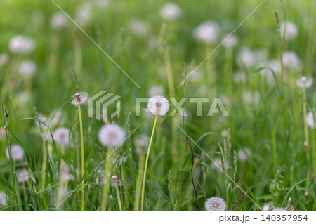 Closeup of blooming dandelion seed. Soft focus on delicate dandelion seed in field. Peaceful image depicting single dandelion seed with soft background and glowing filaments Closeup of blooming dandelion seed. Soft focus on delicate dandelion seed in field. Peaceful image depicting single dandelion seed with soft background and glowing filaments 140357954