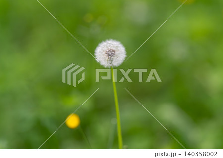 Macro photograph highlighting fragile seed filaments and radial design. High magnification capturing intricate seed structure with blurred background and detailed texture emphasis 140358002