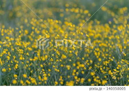 Wide buttercup sweep creating golden texture with soft horizon, evening hush and contemplative landscape mood, muted greens and yellows for serene editorial use 140358005